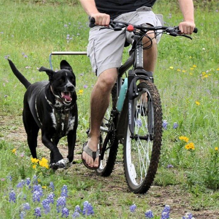 The Right Leash for Every Walk