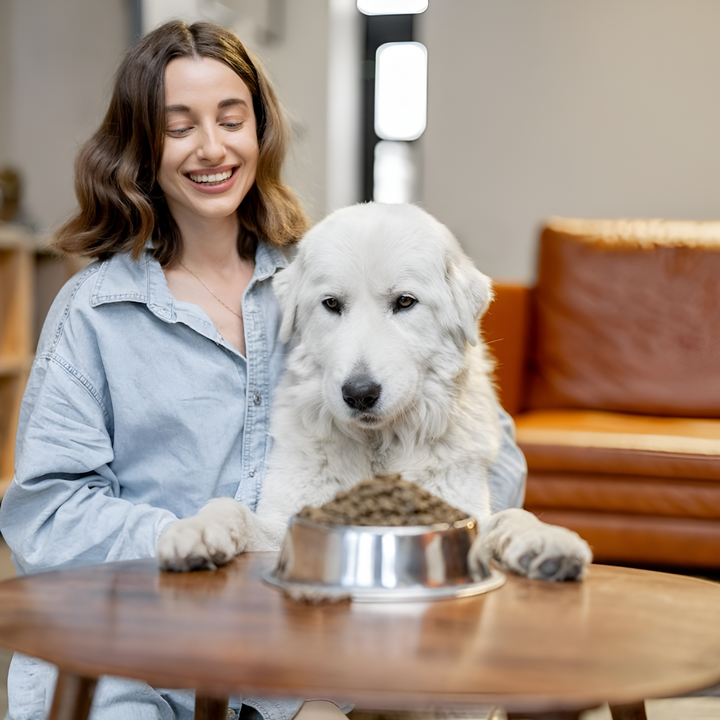 Feeding Time Tips – More Than Just a Bowl