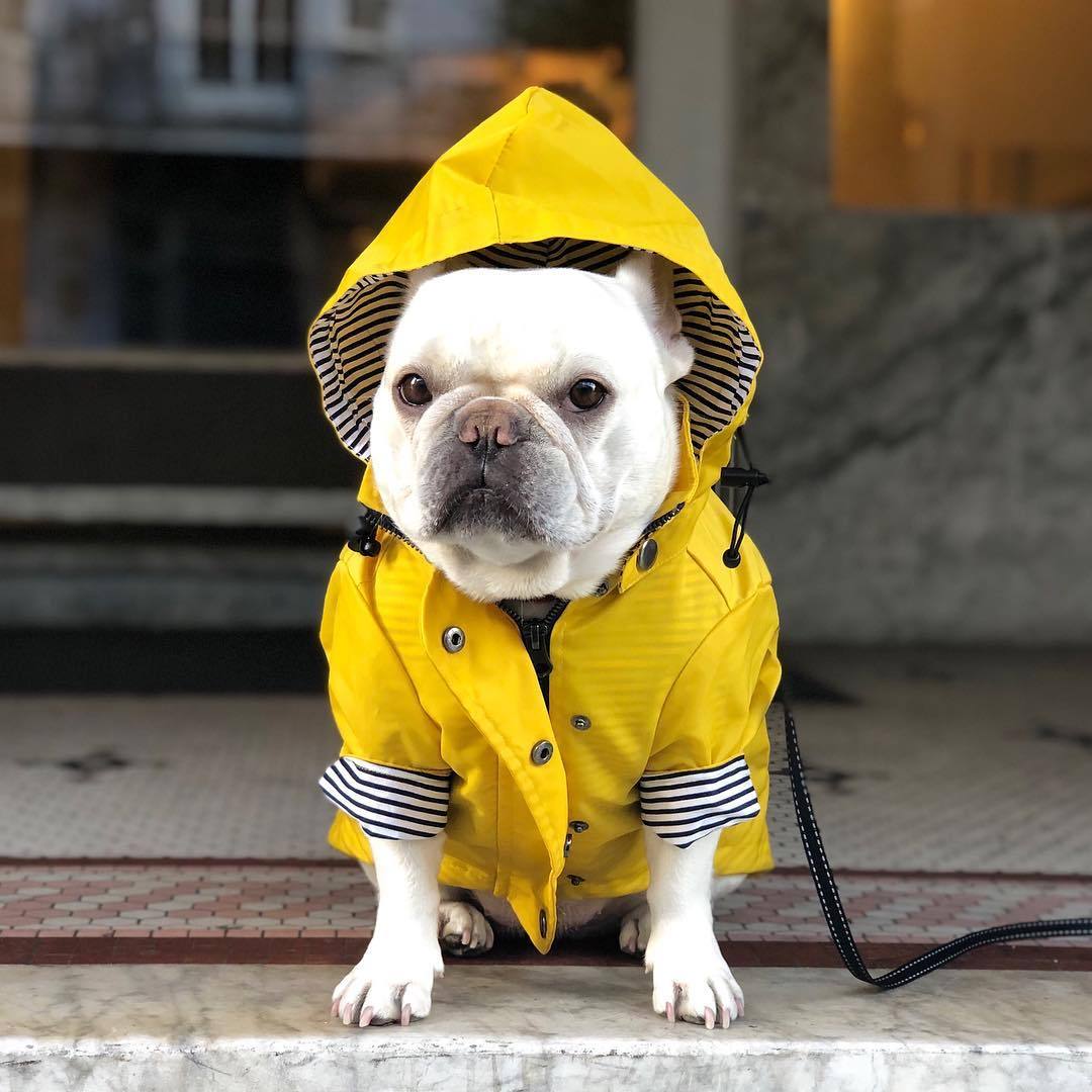 Dog Raincoat Pet Clothes Dog Clothes