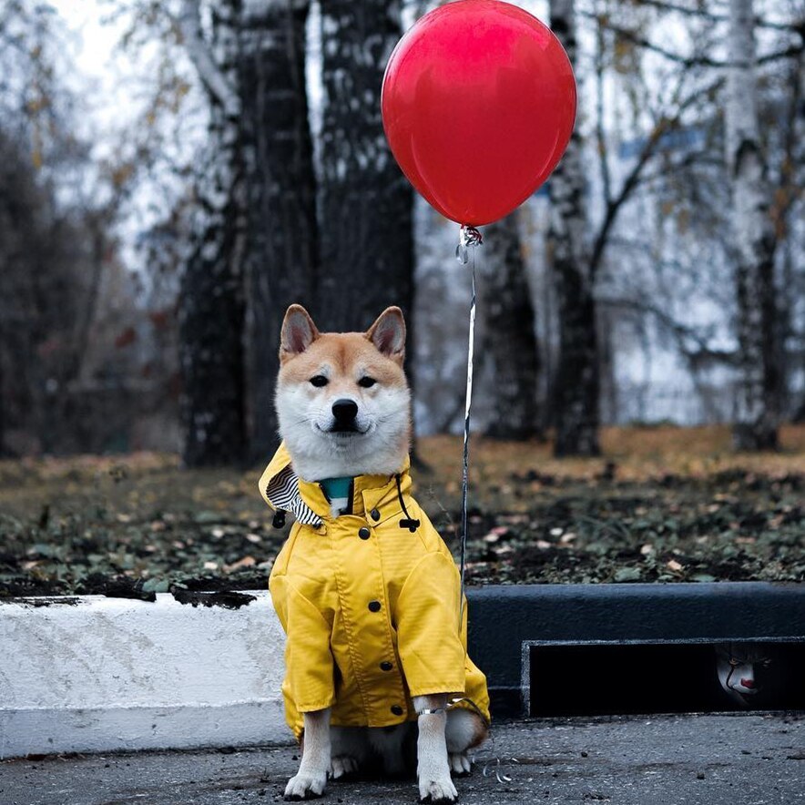 Dog Raincoat Pet Clothes Dog Clothes