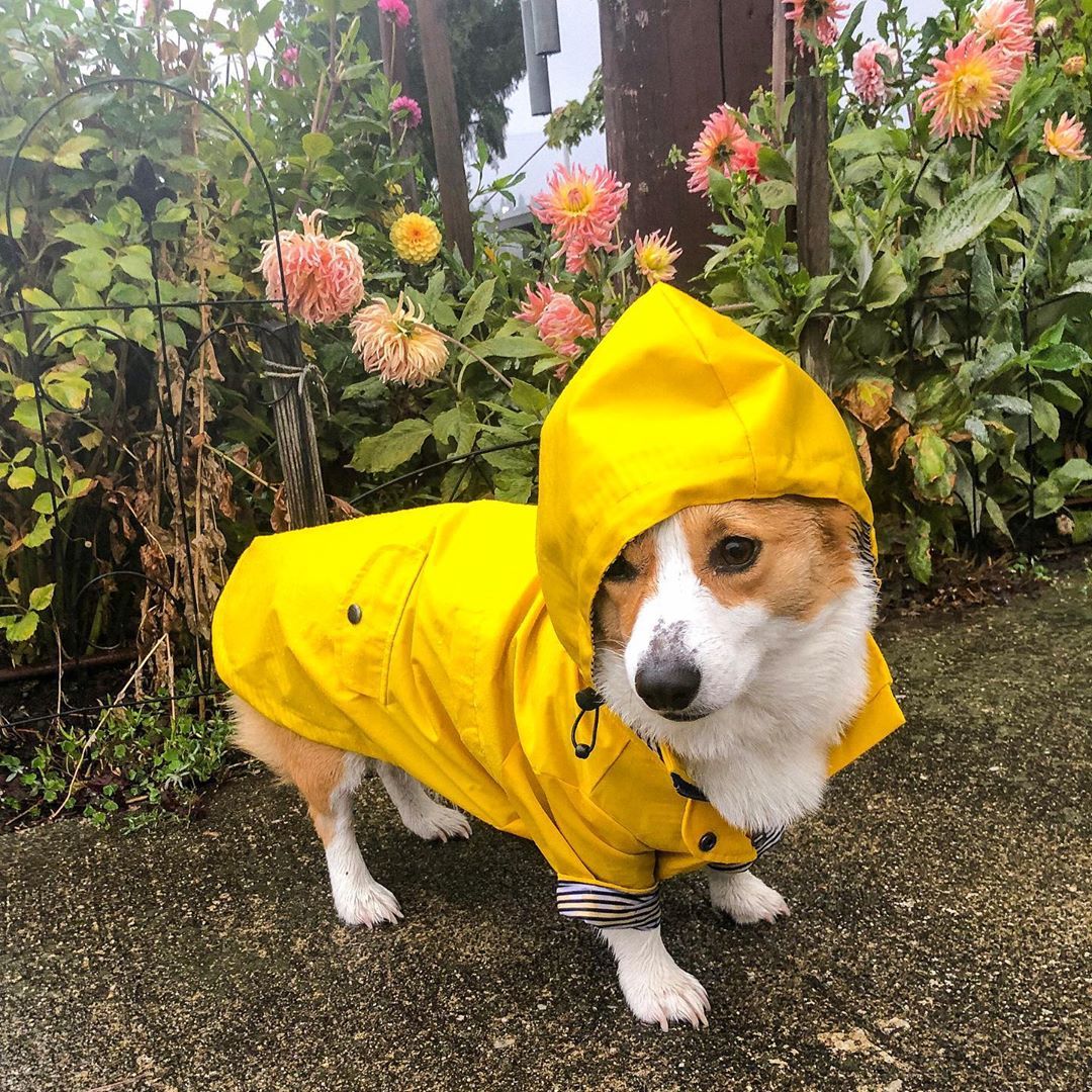 Dog Raincoat Pet Clothes Dog Clothes
