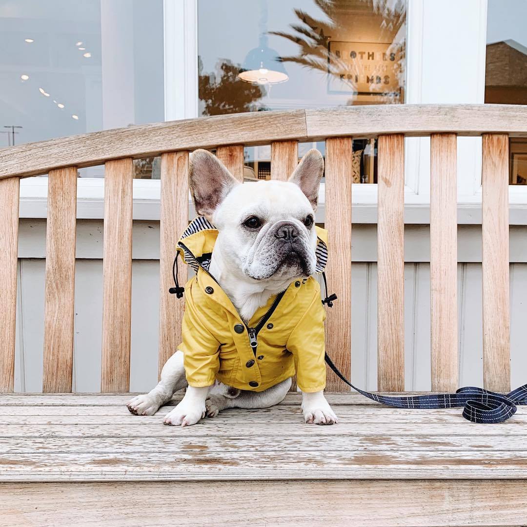Dog Raincoat Pet Clothes Dog Clothes