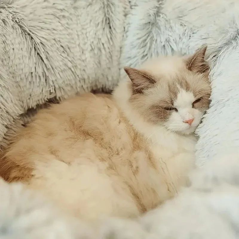 Cats Bed Christmas Beds Cats Plush
